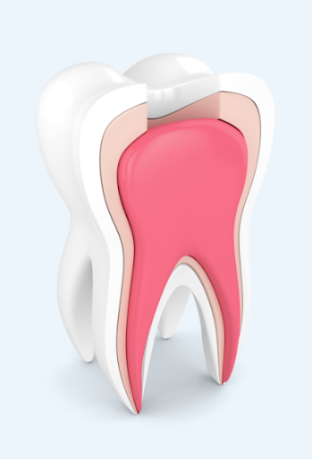 Endodontie section 1 image